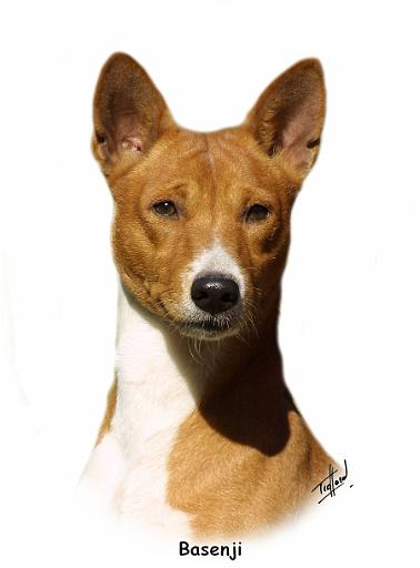 Basenji 9L034D-09.jpg